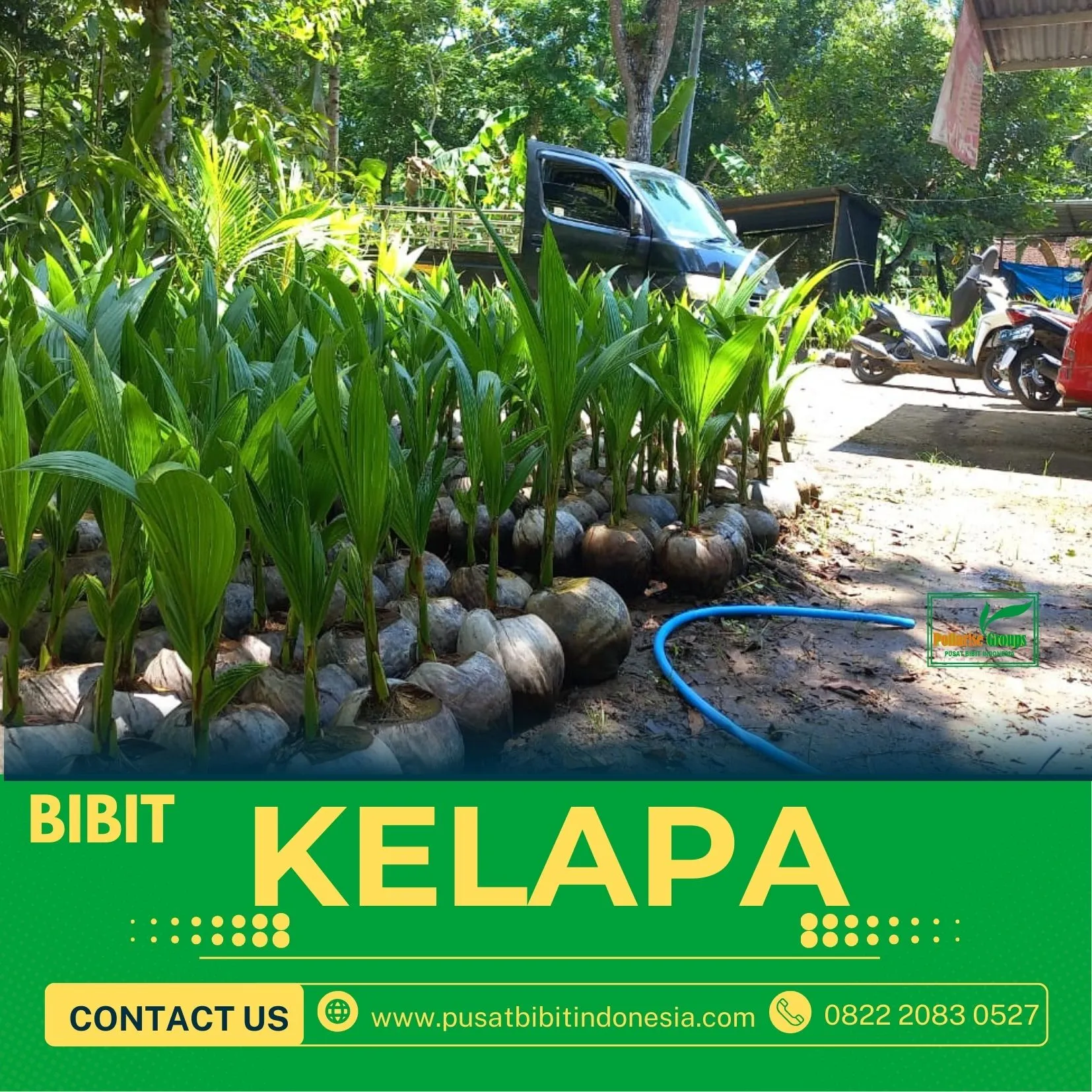 Sentra Bibit Kelapa, Bibit Kelapa Genjah Entok Purworejo