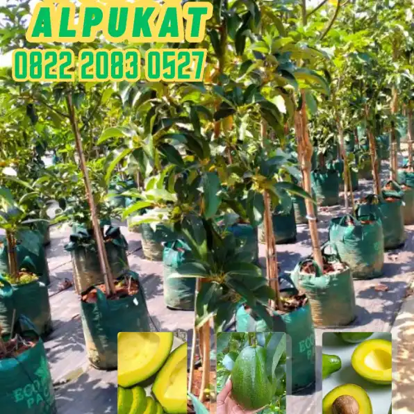 0822 2083 0527 (TSEL) Hortikultura Buah   Bibit Alpukat Mentega Jawa Timur