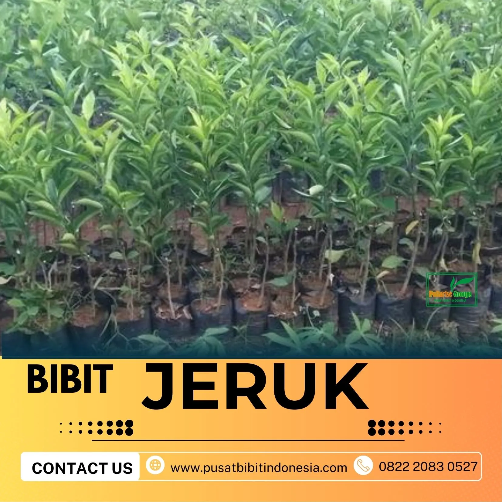 Hortikultura Buah  Bibit Jeruk Nagami Di Kediri