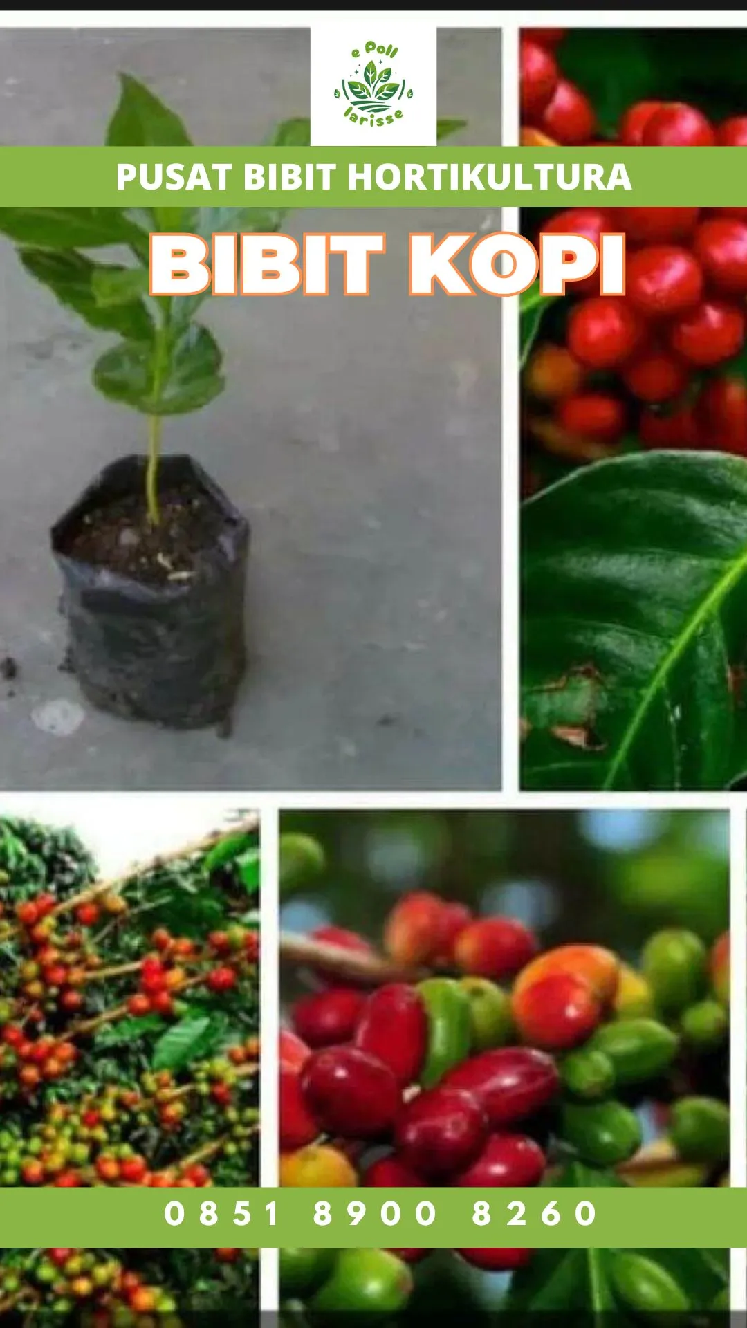 Sentra Bibit Kopi, Bibit Kopi Di Acen