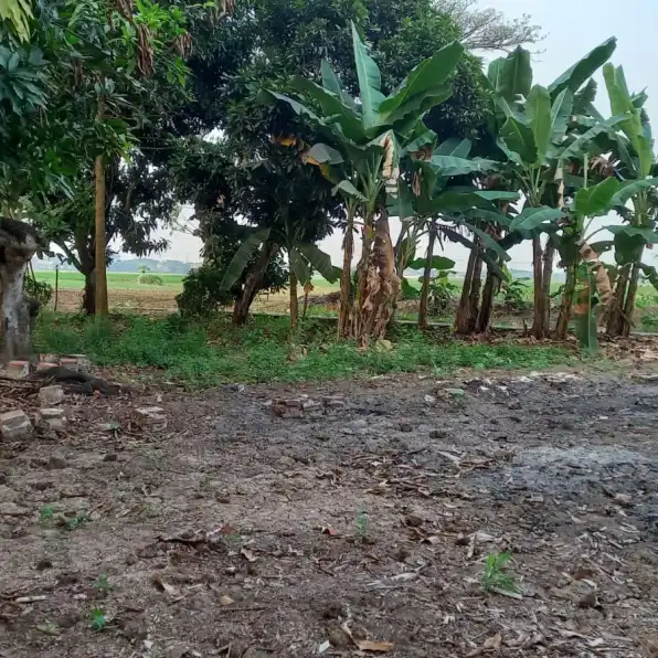 Jual Tanah Sawah Murah Daerah Cibeber Kota Cilegon Shm