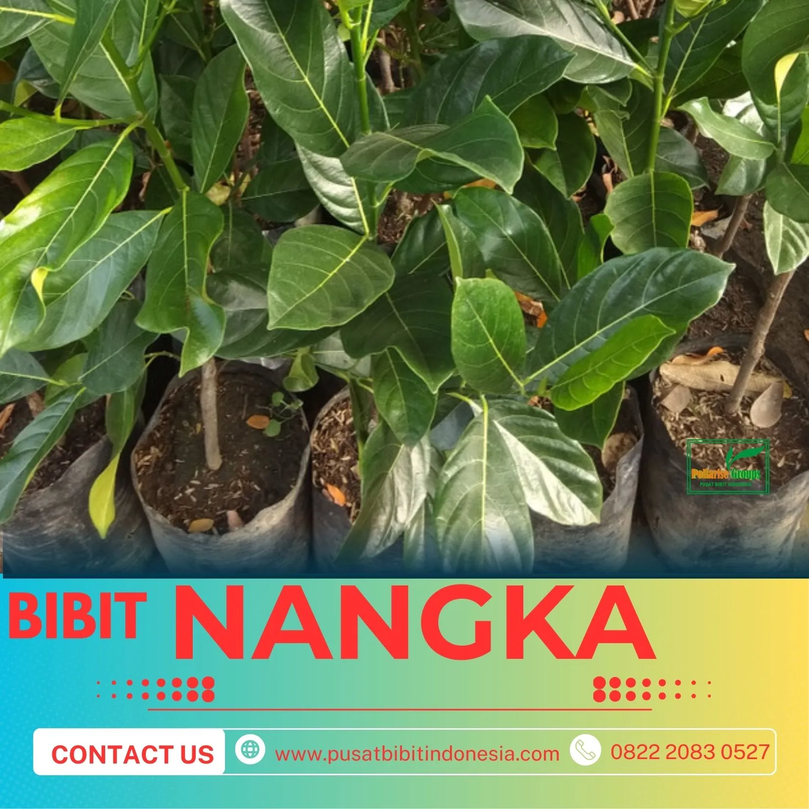 Sentra Bibit Pertanian, Bibit Nangka Unggul