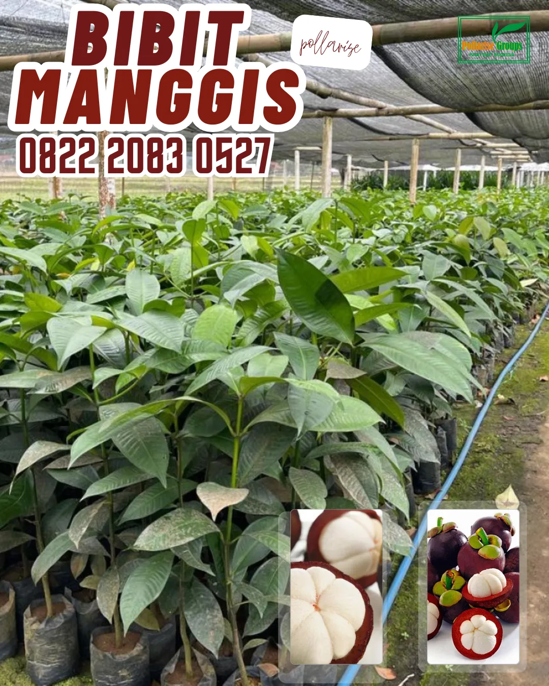 0822.2083.0527 (TSEL) Sentral Bibit, Bibit Manggis Okulasi, Bibit Manggis Okulasi