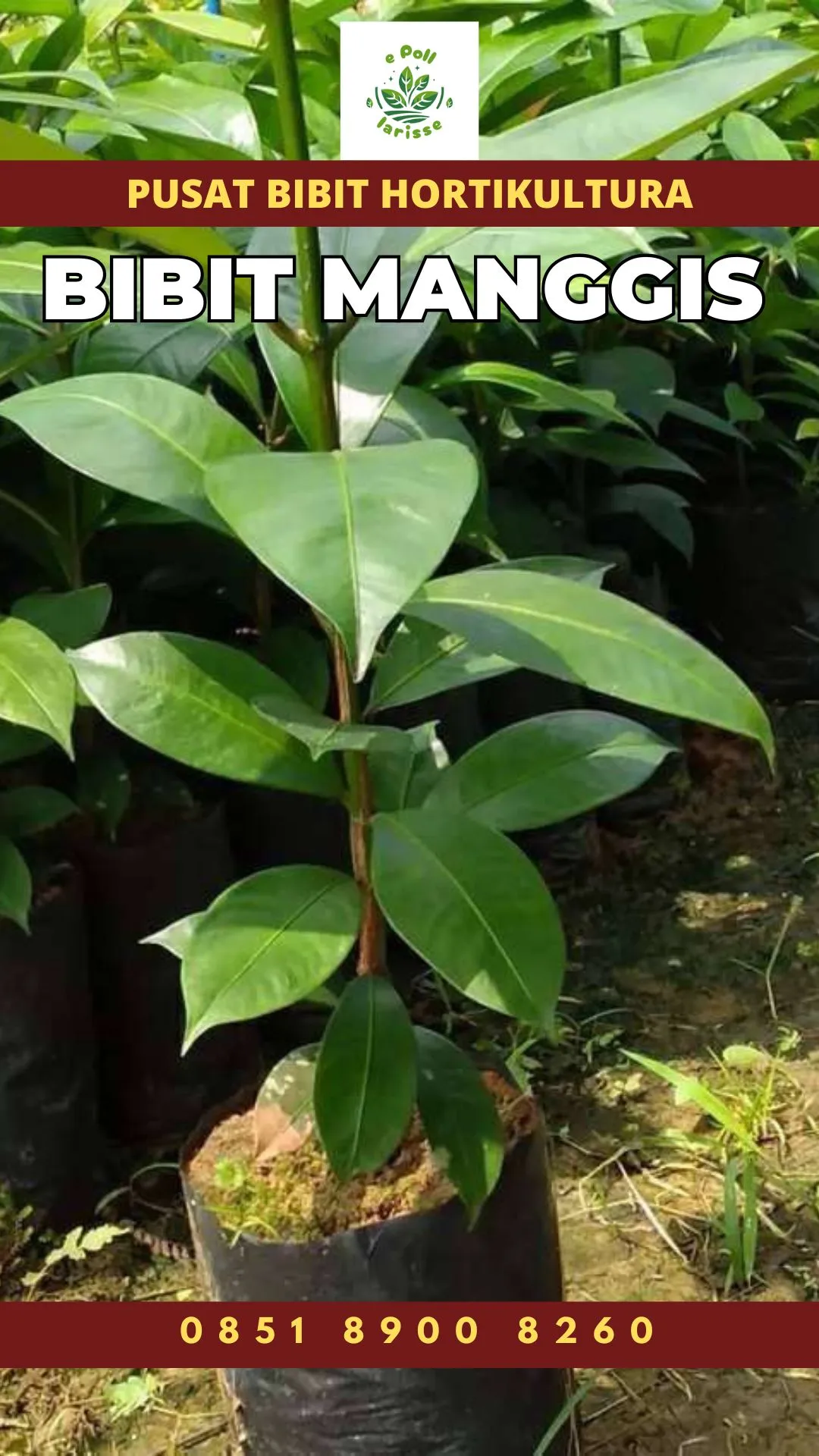 Sentral Bibit , Jual Bibit Pohon Manggis Di Medan, Harga Bibit Manggis Super