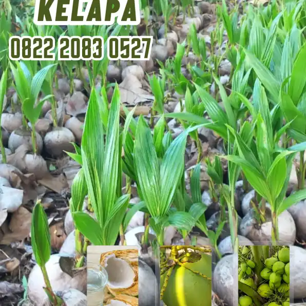 0822.2083.0527 (TSEL) Sentra Bibit Kelapa,   Bibit Kelapa Hibrida Di Medan