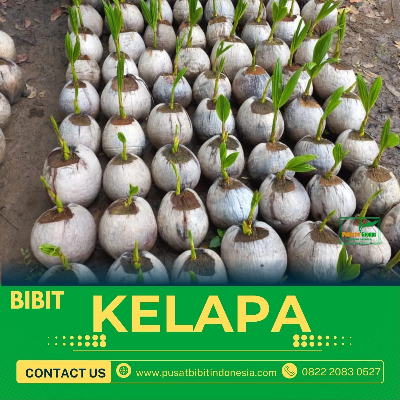 Sentra Bibit Kelapa, Bibit Kelapa Genjah Entok