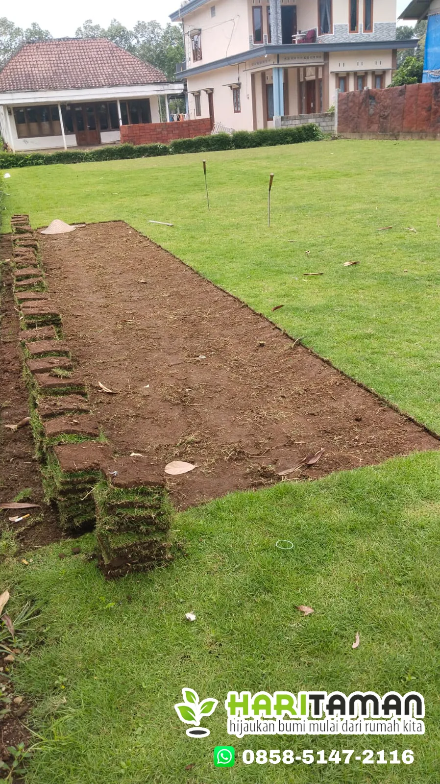 Rumput Jepang Kota Batu Siap Tanam