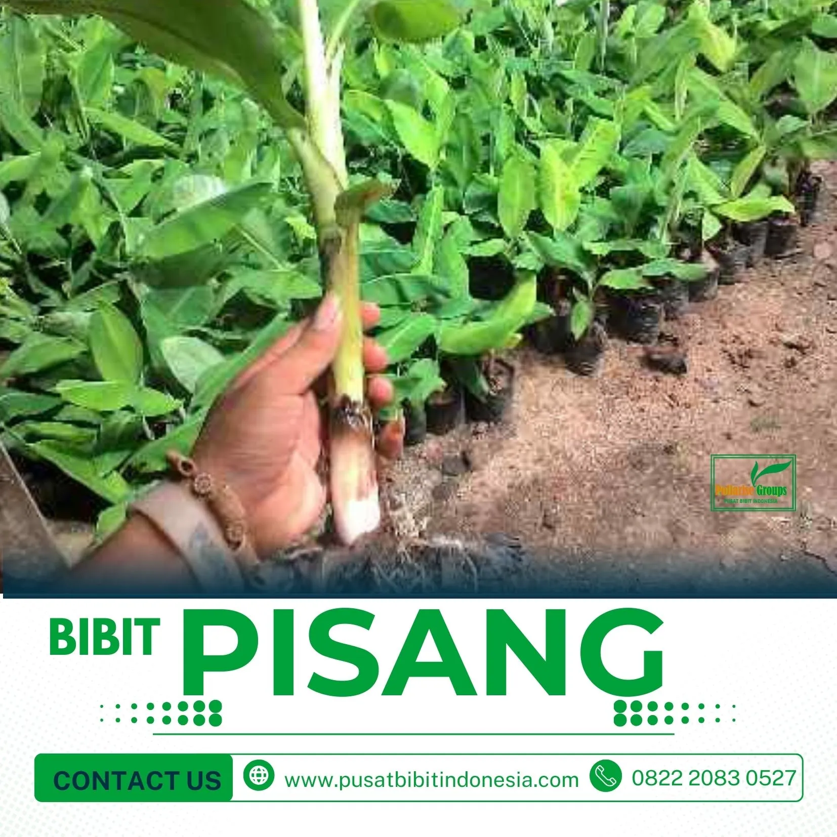 Bibit Pisang Raja Sleman