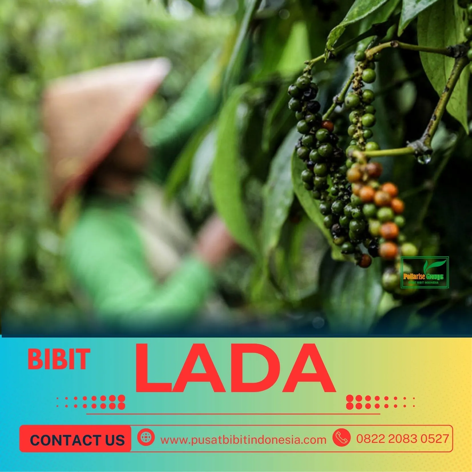 Pusat Bibit,   Bibit Lada India