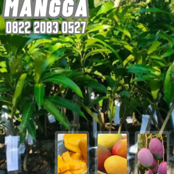 0822 2083 0527 (Tsel) Hortikultura   Bibit Unggul  Mangga Irwin Tangerang