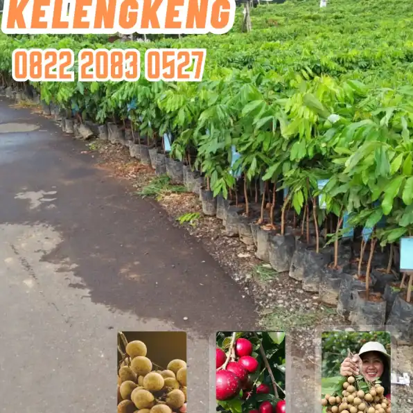 0822.2083.0527 (Tsel) Agrocenter Harga Bibit Kelengkeng Di Lampung