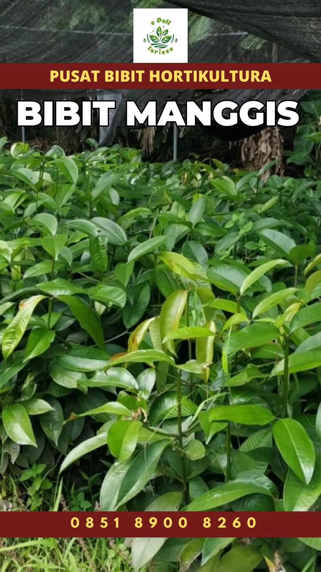 Sentral Bibit , Jua Bibit Pohon Manggis Di Bogor, Jua Bibit Pohon Manggis Di Malang