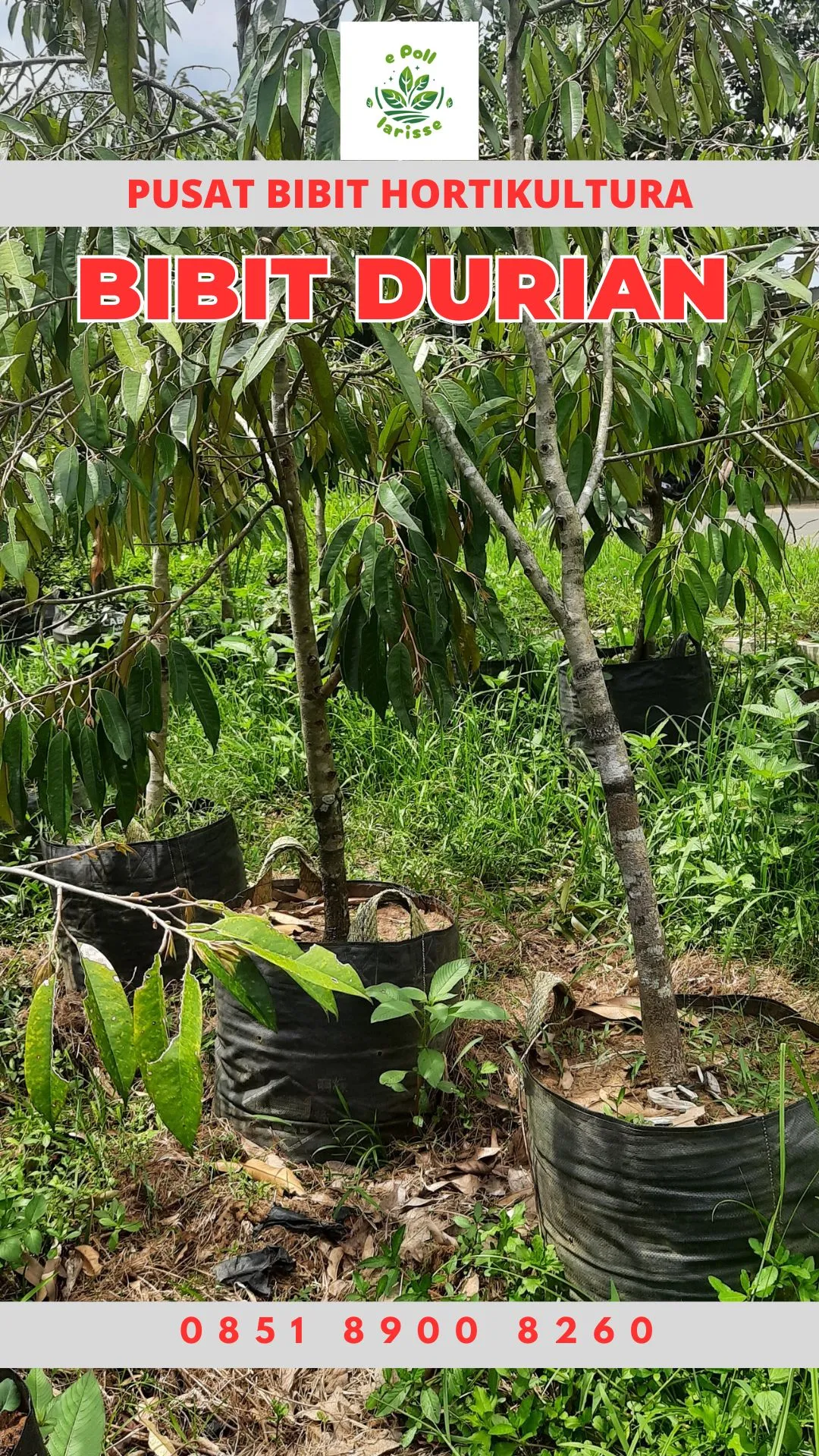 Hortikultura Buah Bibit Durian Montong Sumatera Barat