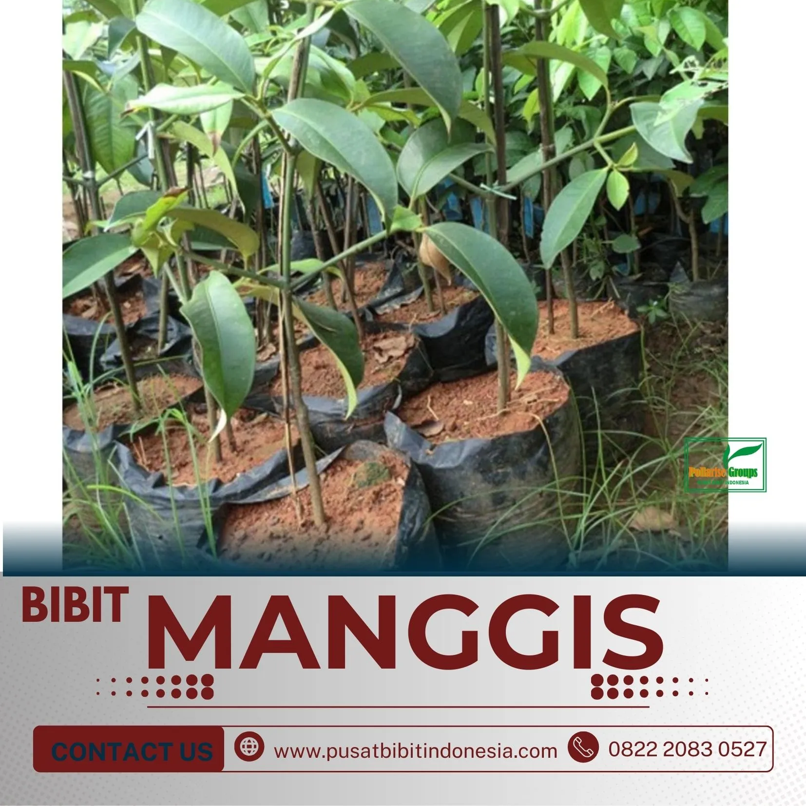 Sentral Bibit, Jual Bibit Manggis Di Medan, Jual Bibit Manggis Di Buleleng