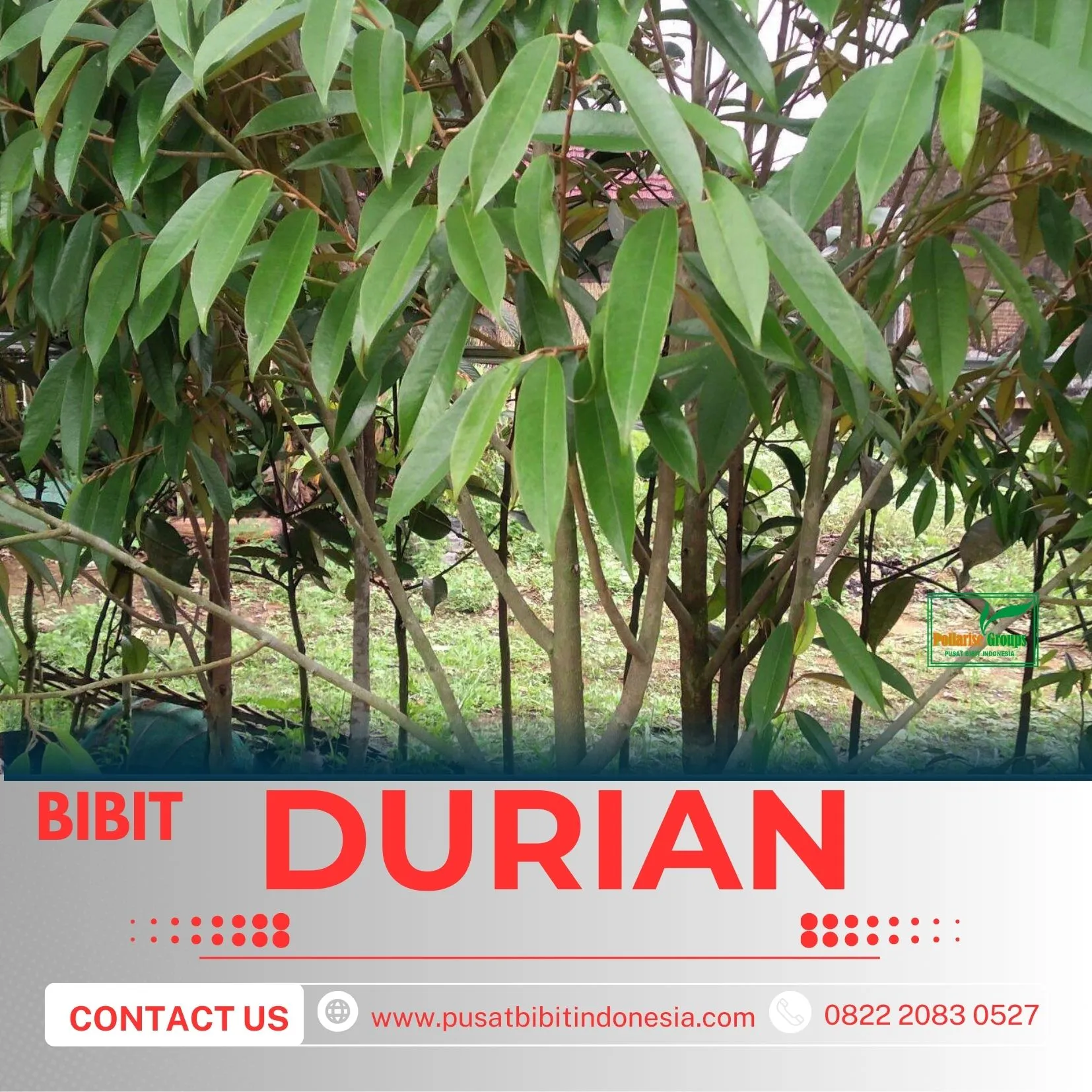 Sentra Pengadaan  Bibit Durian Montong Di Jakarta