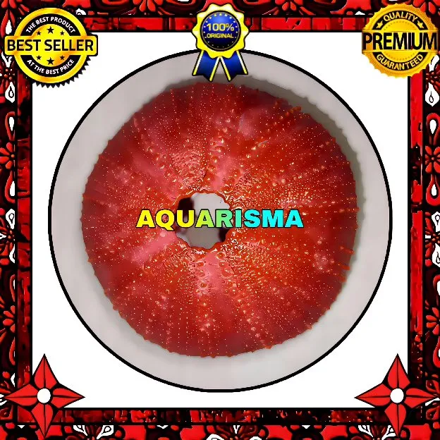 1 PCS CANGKANG BULU BABI BIGS MERAH ECHINUS MELO ECHINOIDEA SEA URCHINS GRADE A+