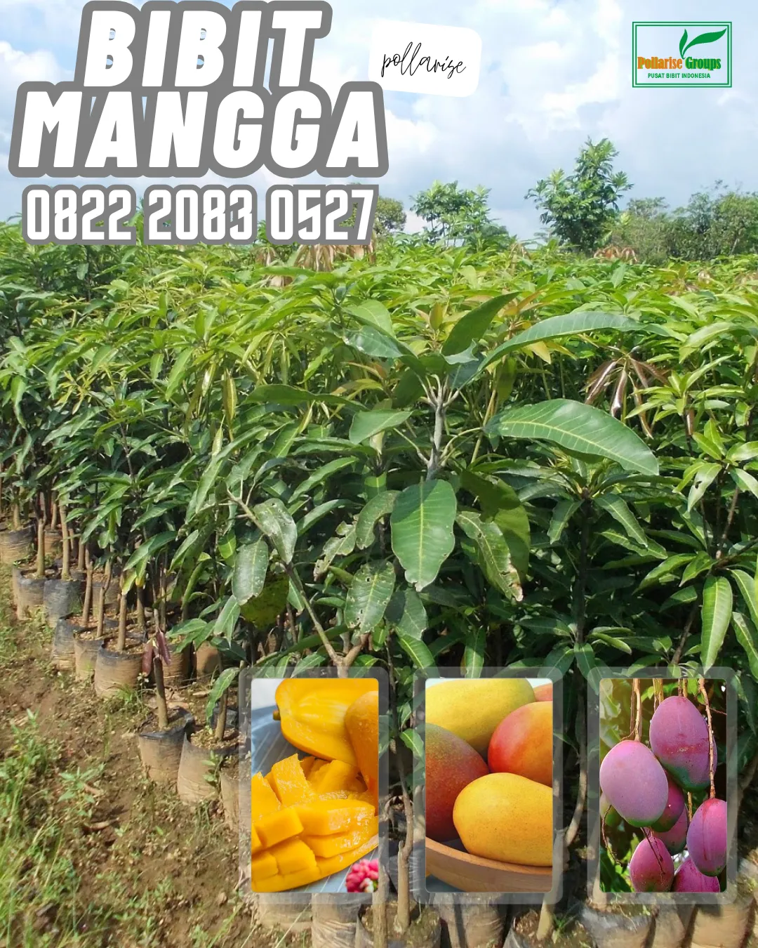 0822 2083 0527 (Tsel) Hortikultura   Bibit Unggul  Mangga Gedong Gincu