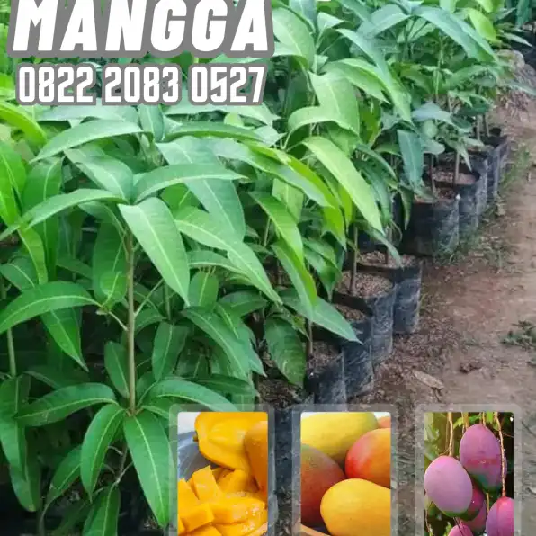 0822 2083 0527 (Tsel) Hortikultura   Harga Bibit Unggul  Mangga Irwin