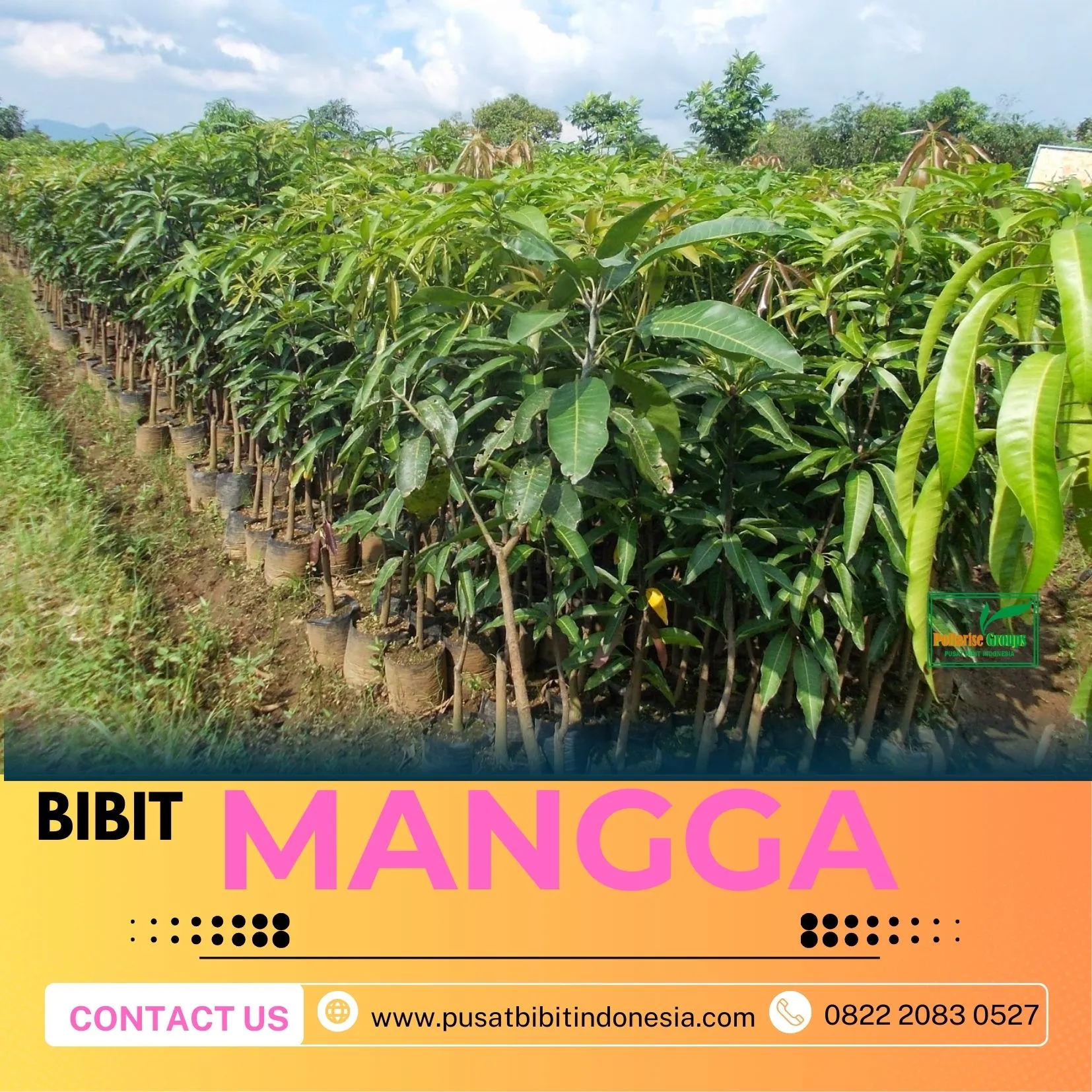 Hortikultura   Bibit Unggul  Mangga Pelangi