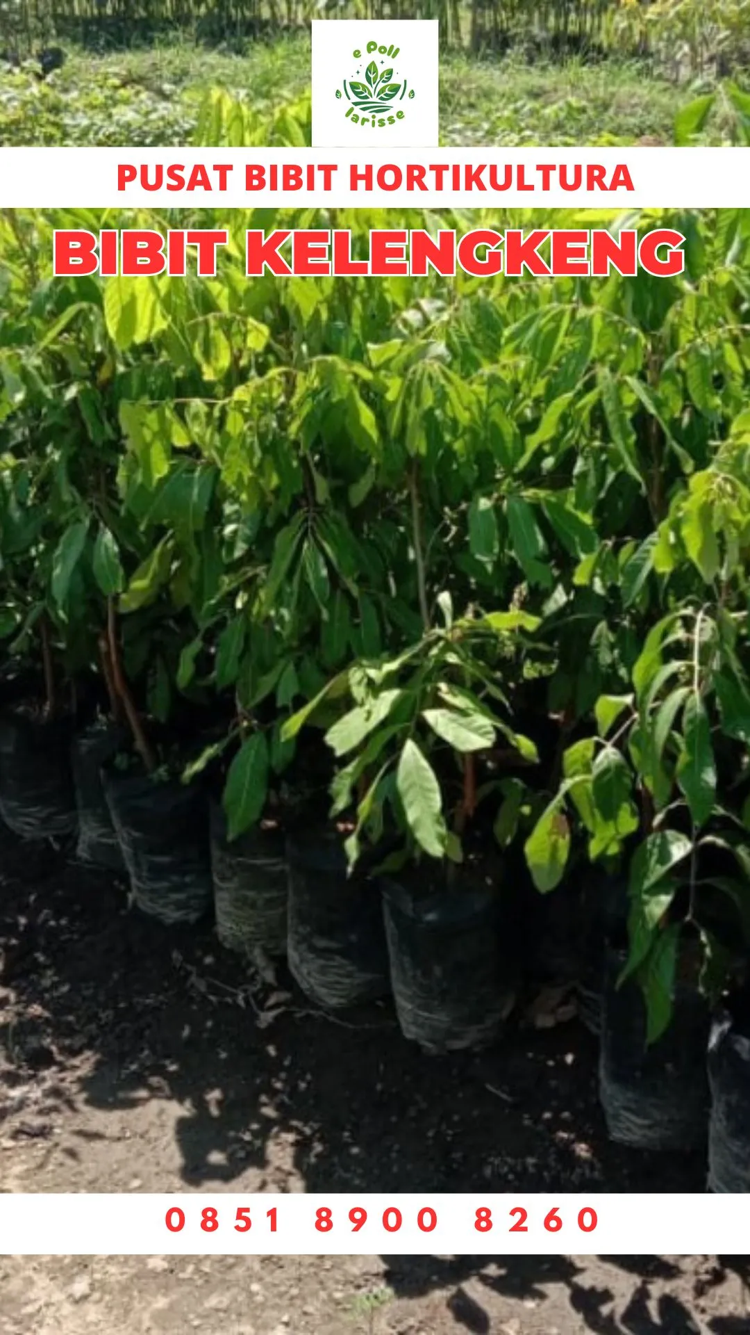 Harga Bibit Kelengkeng Aroma Durian