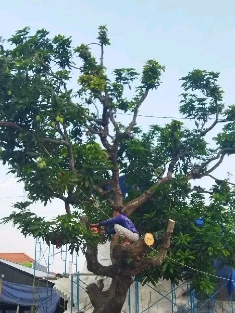 jasa tebang pohon Depok,Jaksel,tangsel