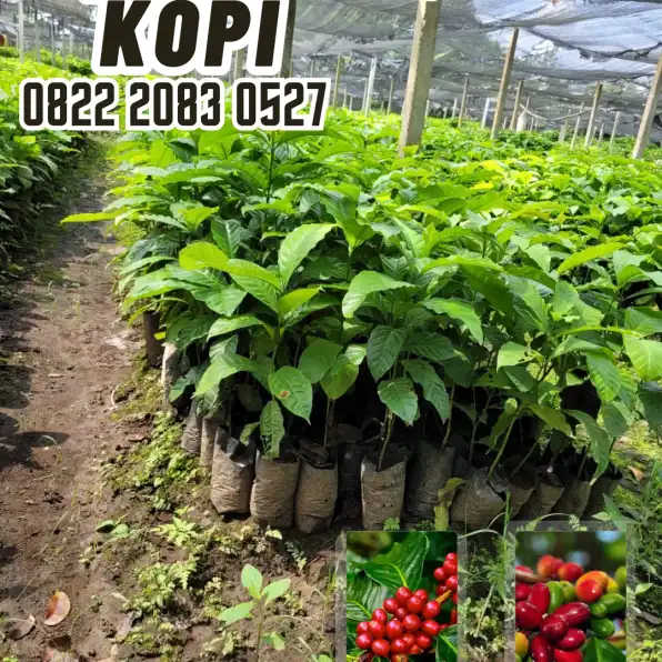 0822 2083 0527 ( Tsel ) Sentra Bibit Kopi, Bibit Kopi Ateng Super