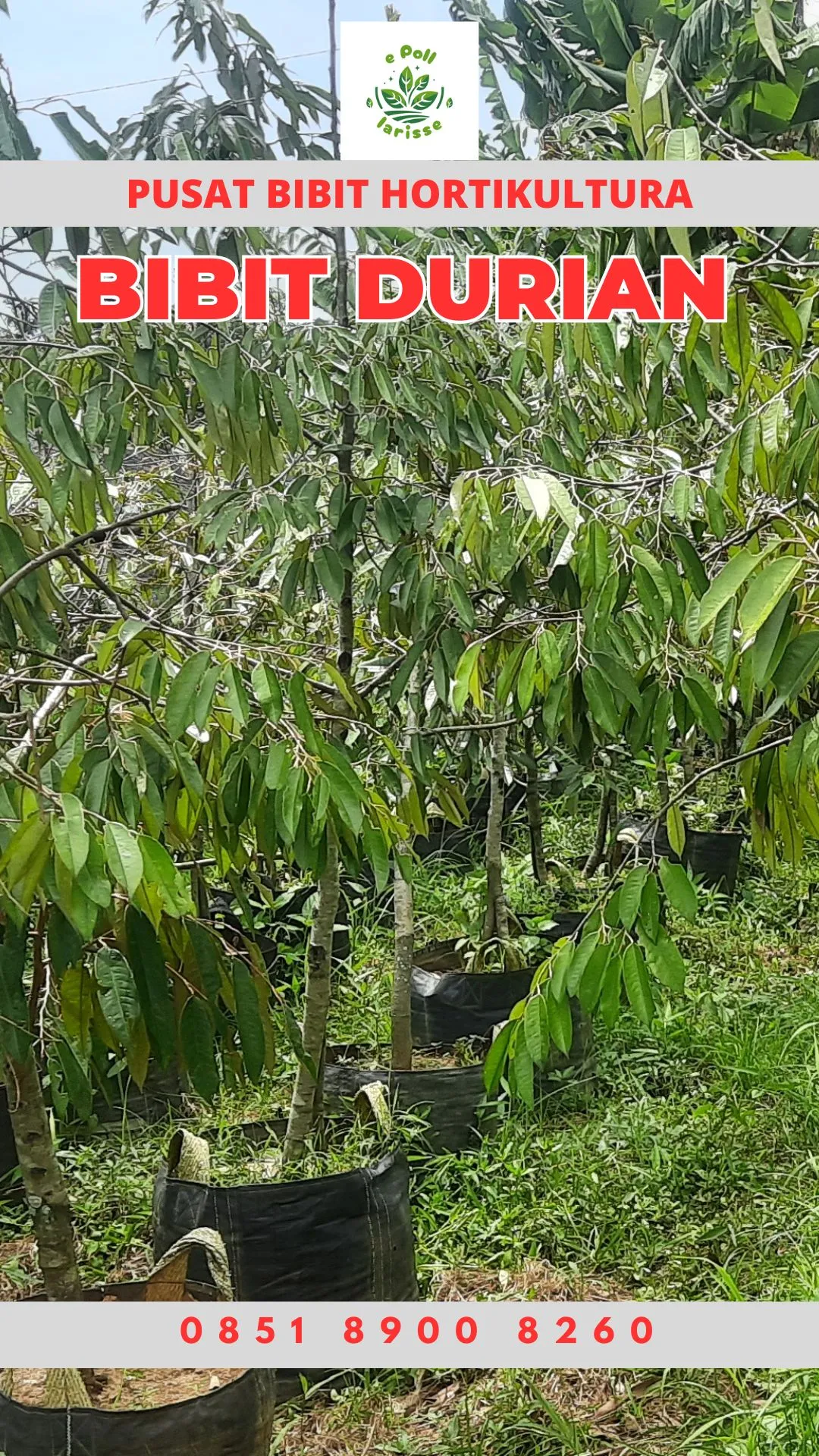 Hortikultura Buah Bibit Durian Montong Sumatera Barat