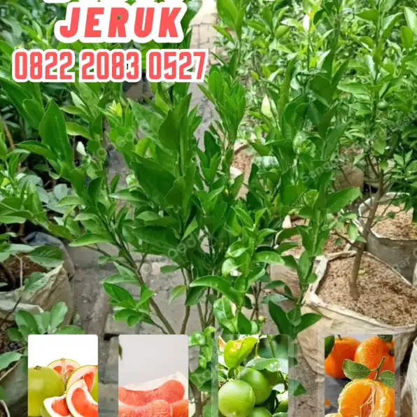 0822.2083.0527 (Tsel)  Hortikultura Buah  Bibit Jeruk Nipis Tanpa Biji