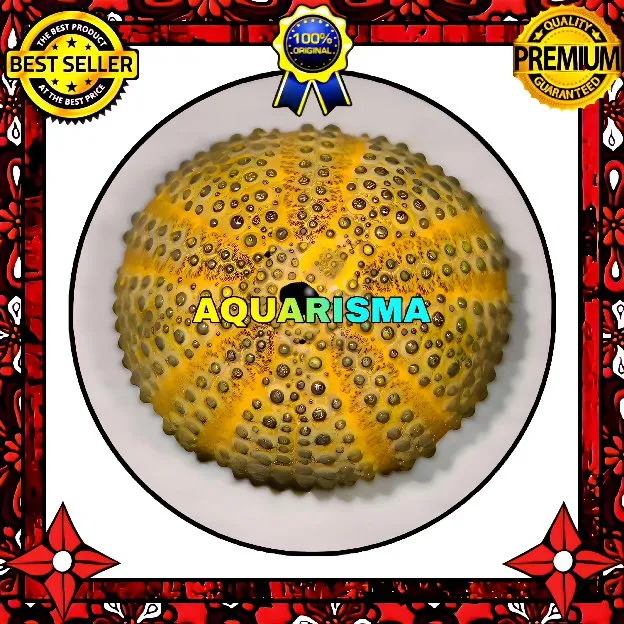 1 PCS CANGKANG BULU BABI BIG KUNING COLOBOCENTROTUS ATRATUS SEA URCHINS GRADE A+