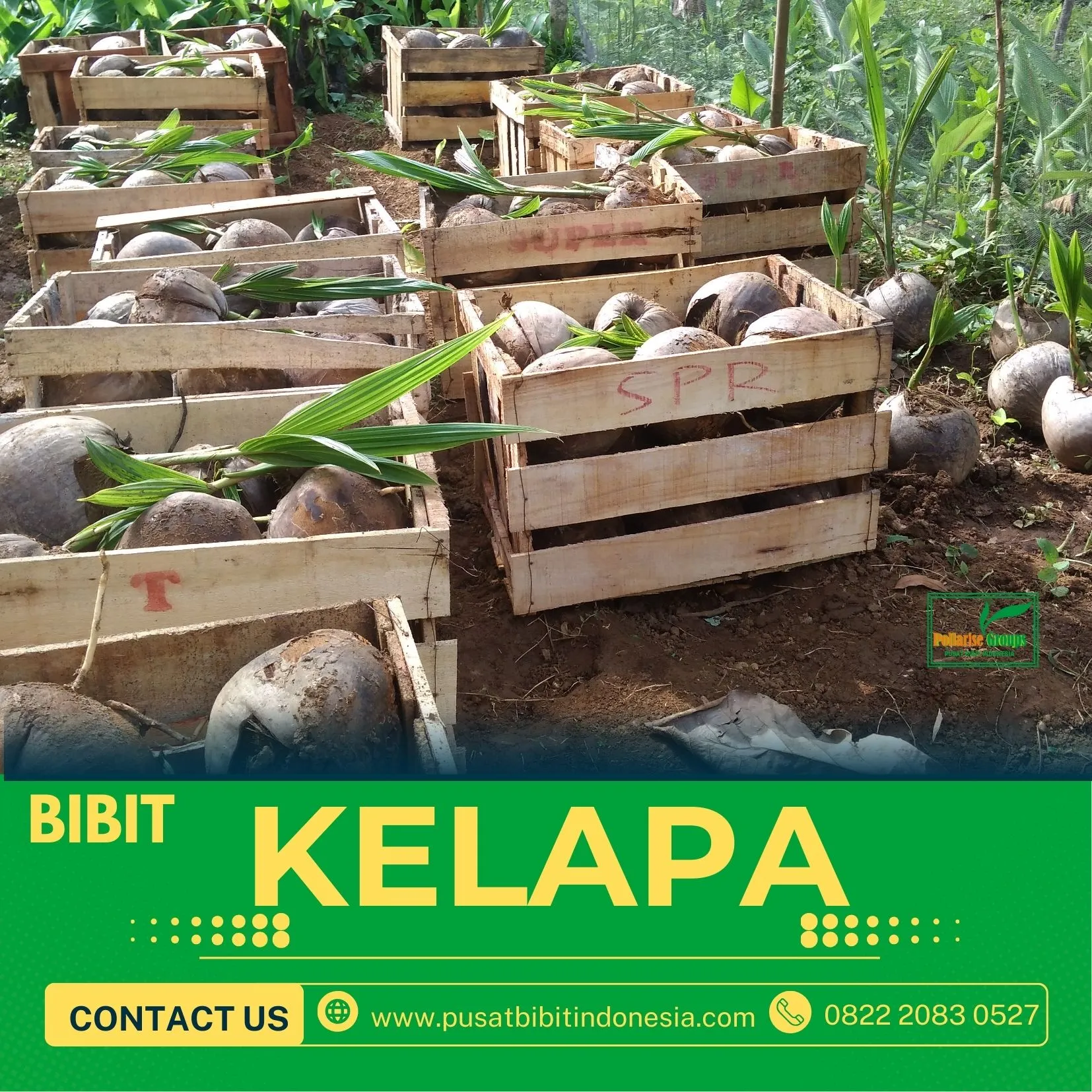 Sentra Bibit Kelapa,  Bibit Kelapa Hibrida Tasikmalaya