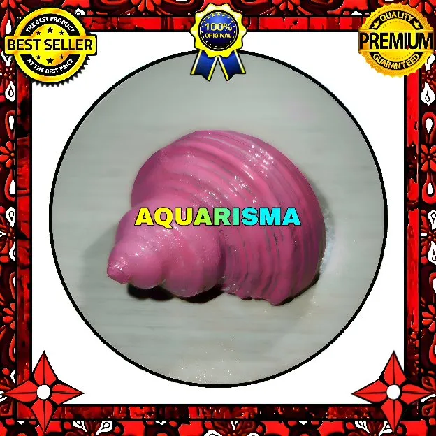 1 PCS CANGKANG KEONG MEDIUM MATA LEMBU TURBO TUMIDULUS PINK GRADE A+