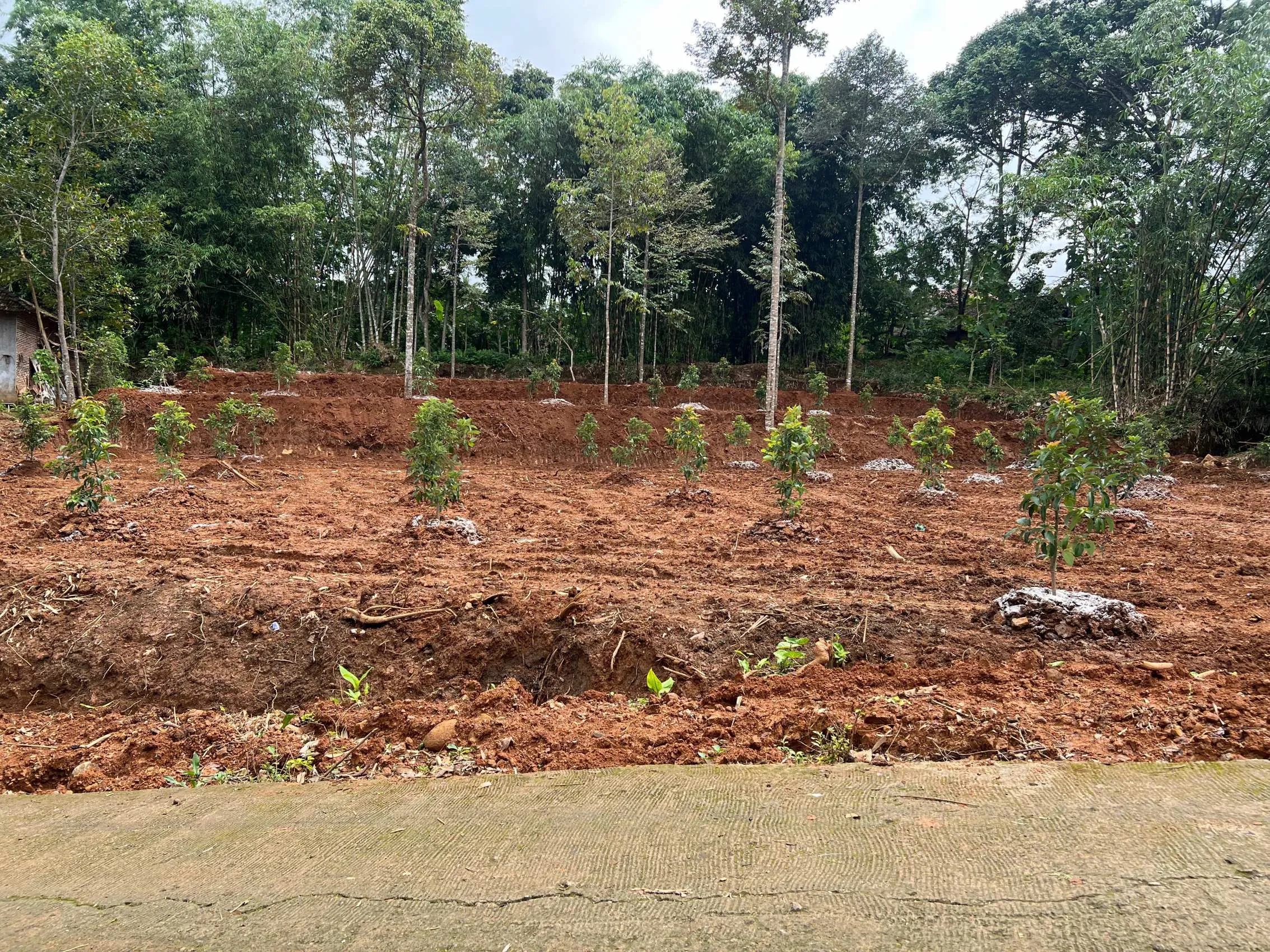 Kebun Alpukat Lingkungan Asri Karanganyar