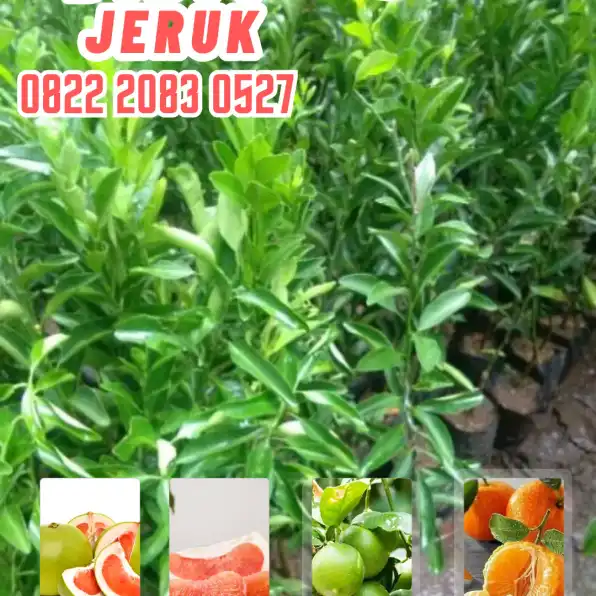 0822.2083.0527 (Tsel)  Hortikultura Buah  Bibit Jeruk Purut Di Garut