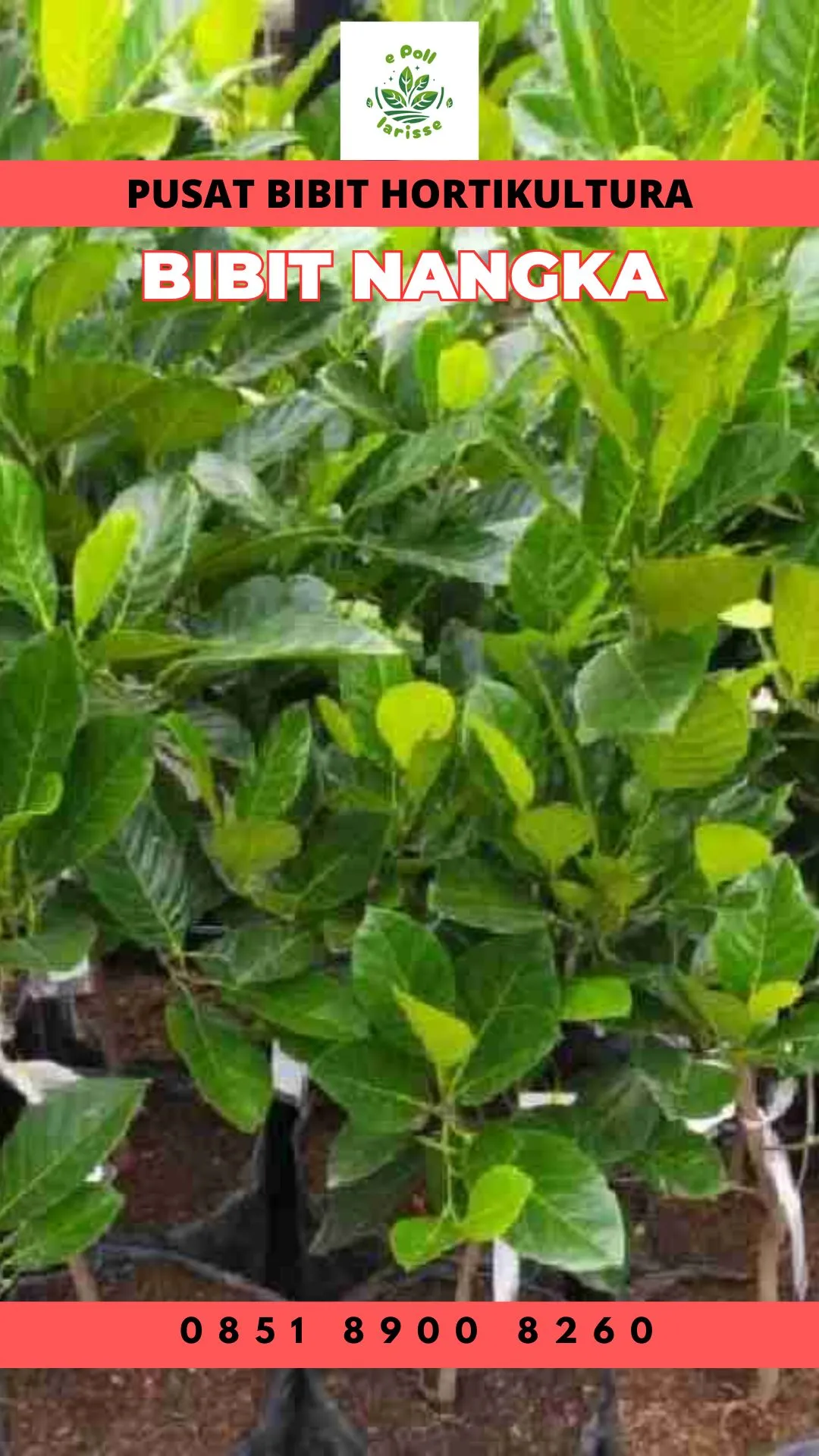 Sentral Bibit,  Bibit Nangka Di Padang