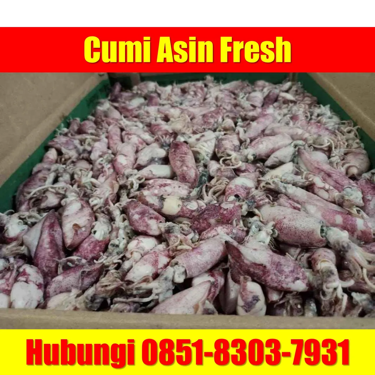 Fresh SEGAR, Jual Cumi Asin Baby Cumi Kabupaten Way Kanan