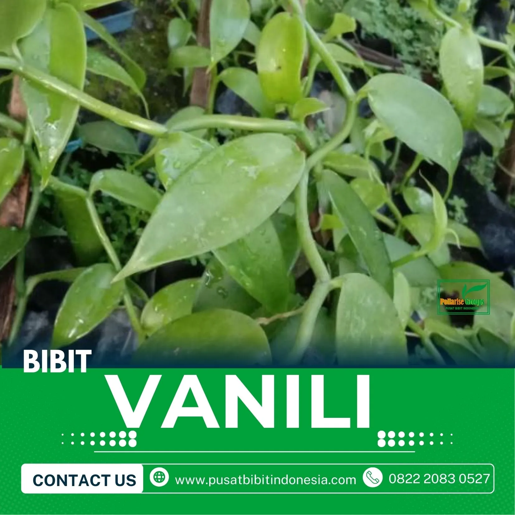 Sentral Bibit Vanili Jawa Timur