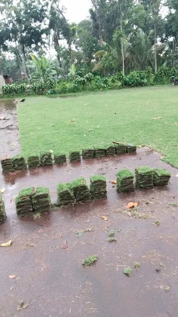 Jual rumput lapangan sepak bola wonogiri termurah