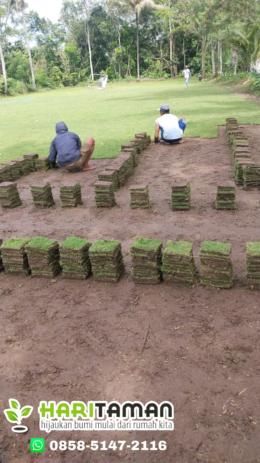 Harga Rumput Jepang Kota Malang