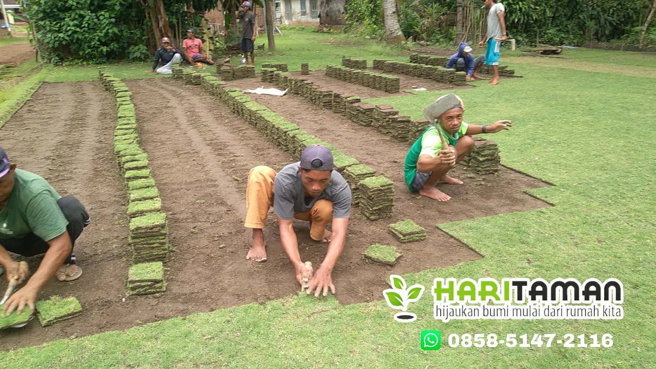 Harga Rumput Jepang Kota Madiun Permeter