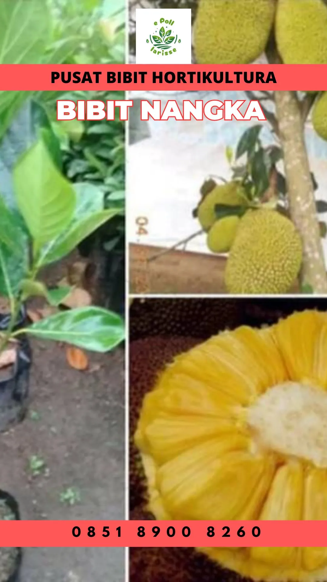 Sentra Bibit Pertanian, Bibit Nangka Cempedak