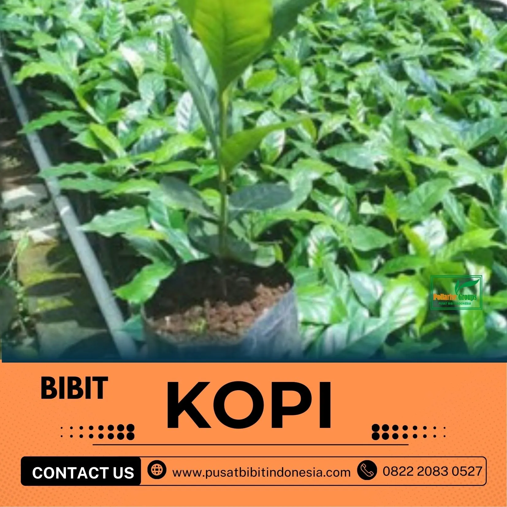 Petani Bibit Kopi, Bibit Kopi Ateng Super