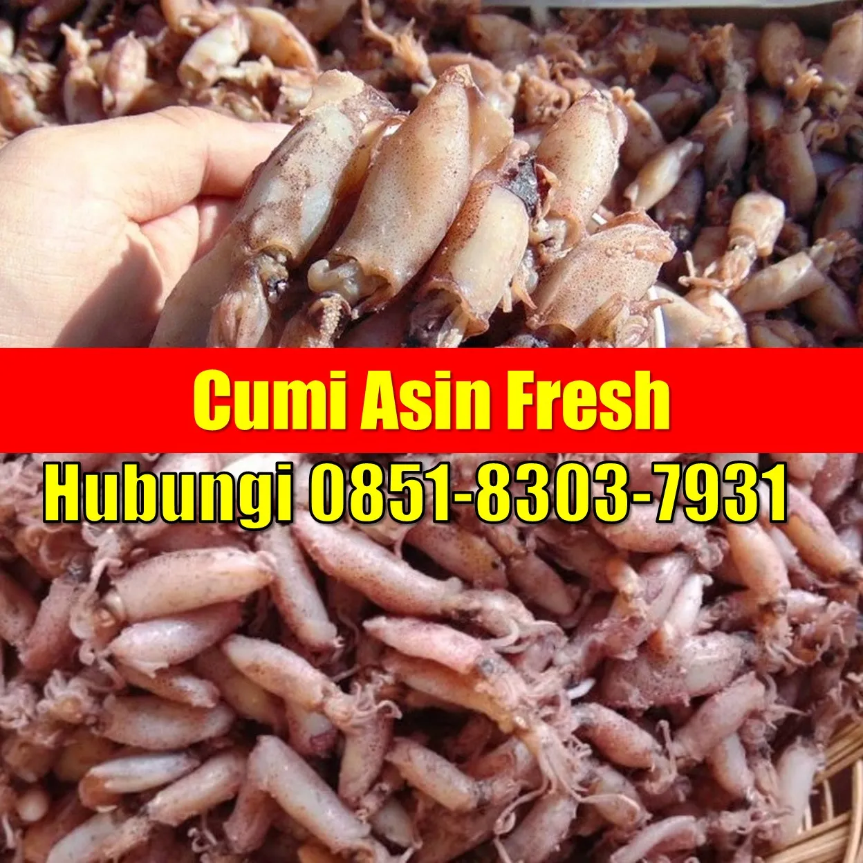 Fresh SEGAR, Jual Cumi Asin Baby Cumi Kabupaten Tulangbawang