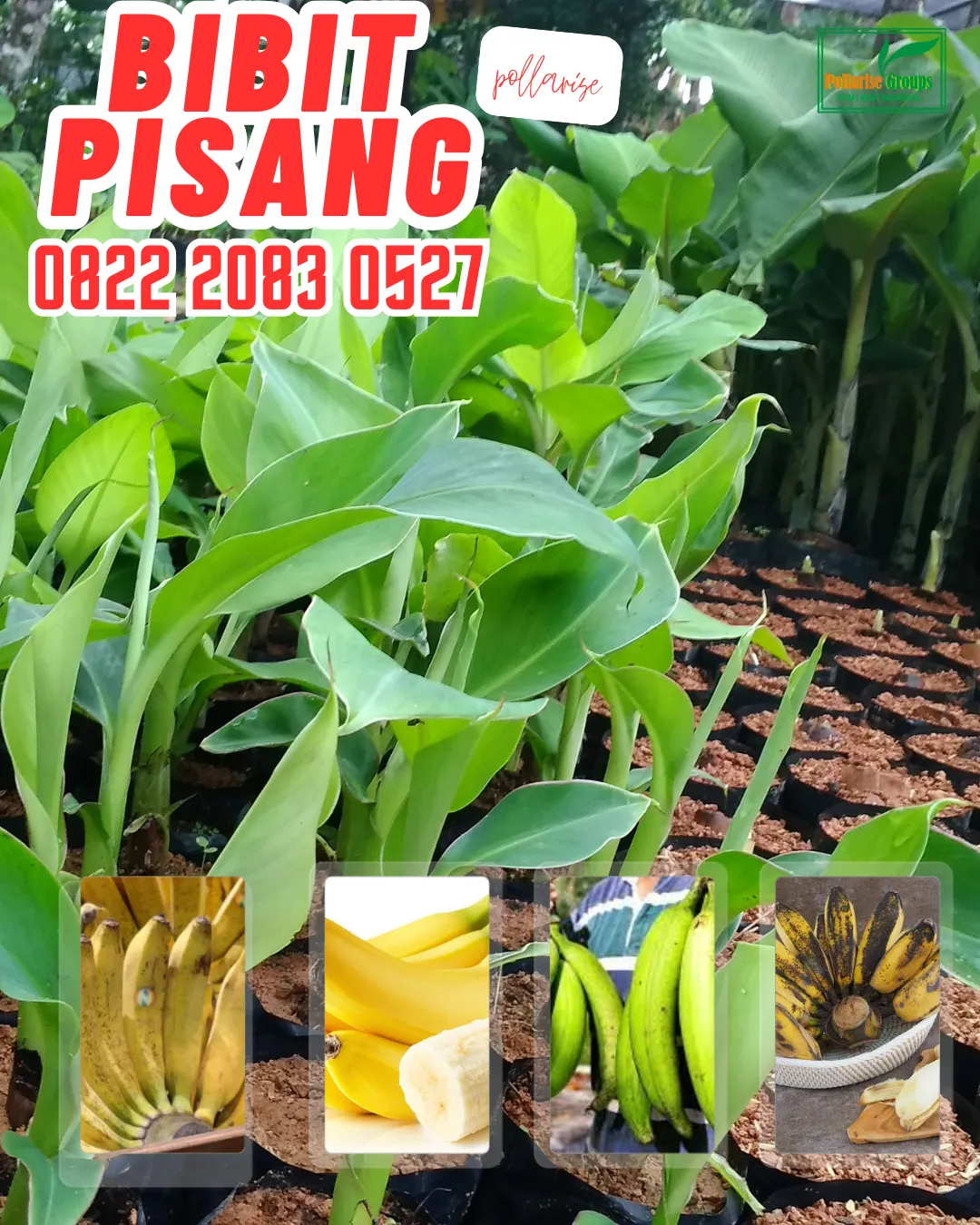 WA 0822.2083.0527  Bibit Pisang Cavendish Bandung