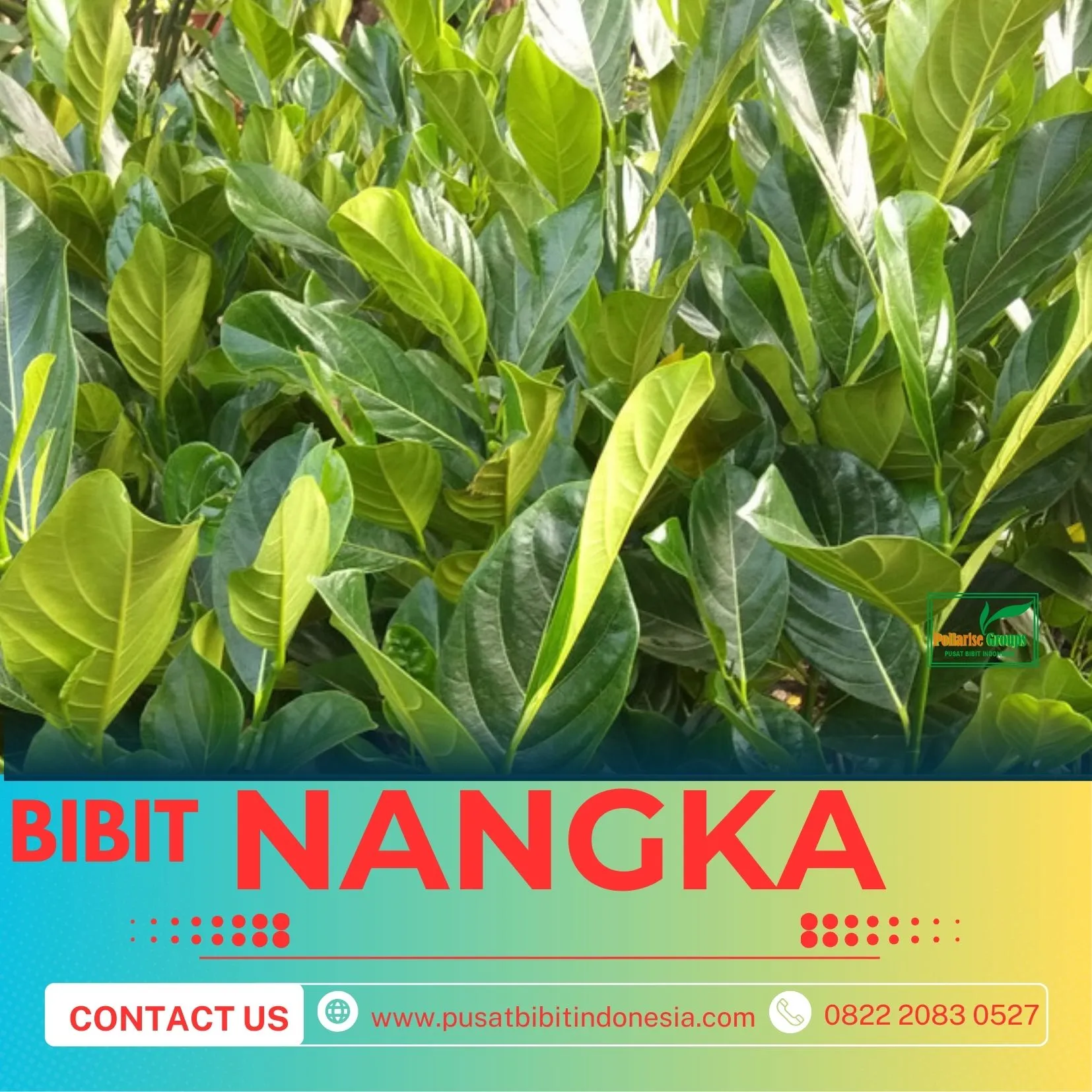 Sentral Bibit, Bibit Nangka Paling Bagus
