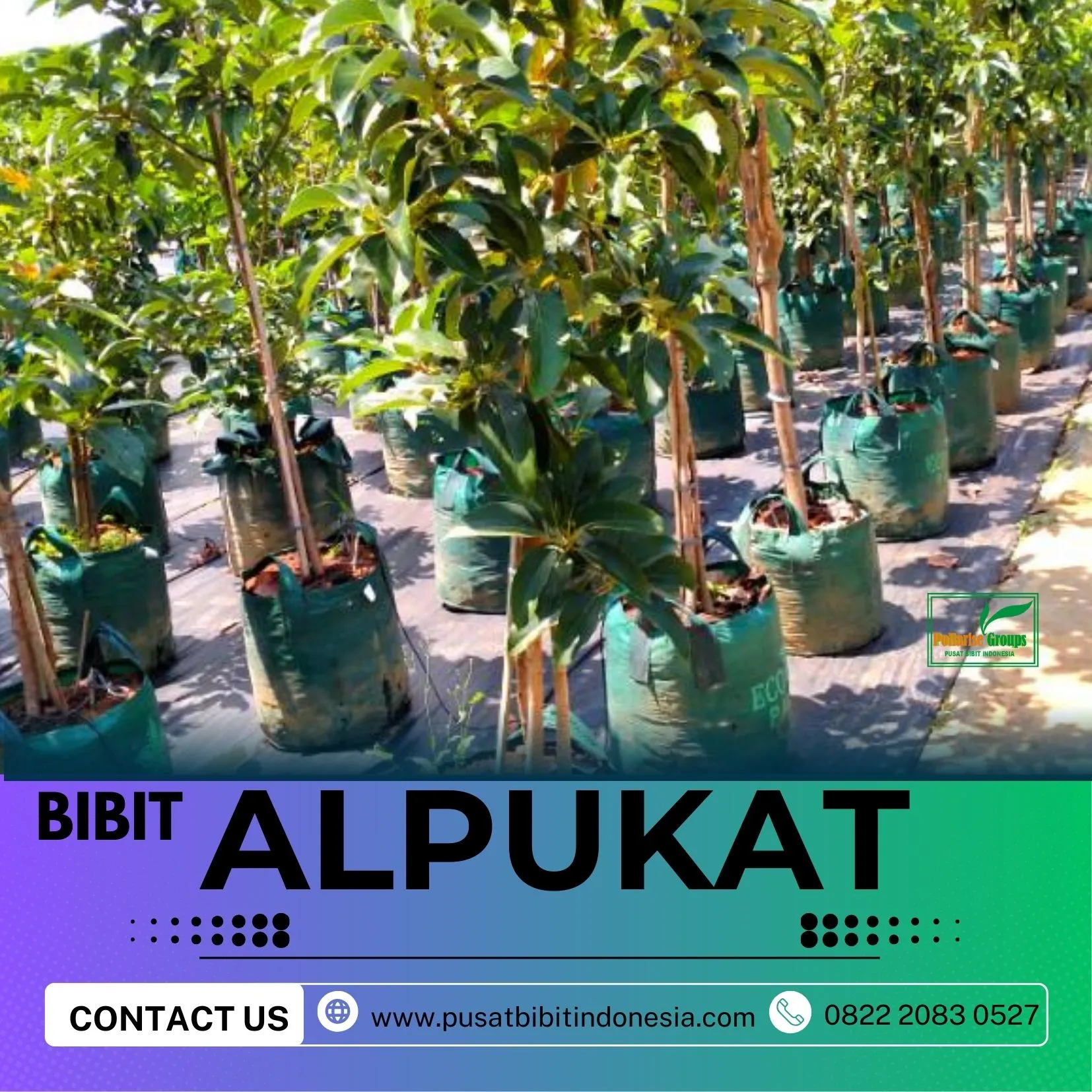 Sentral Bibit Bibit Alpukat Genjah