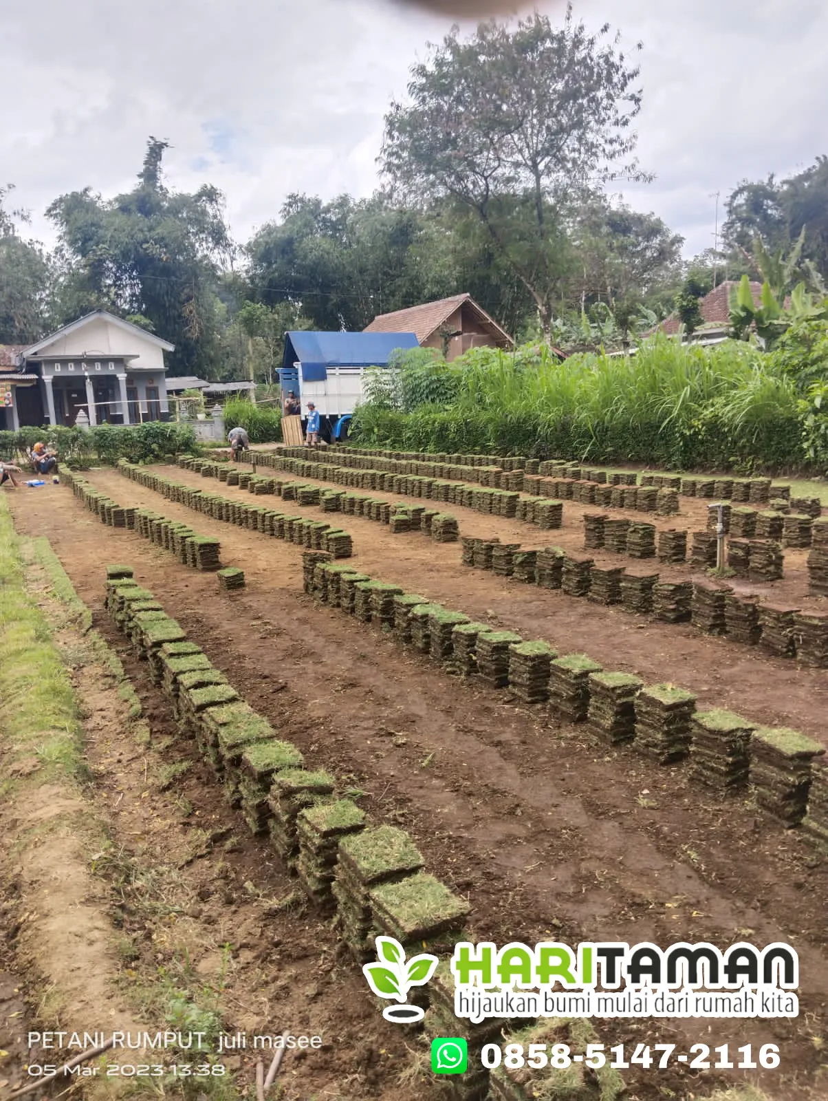 Jual Rumput Jepang Kota Probolinggo