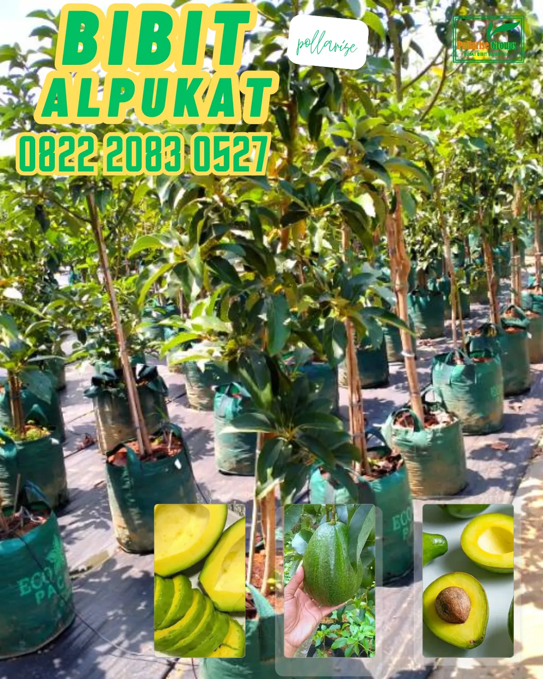 0822 2083 0527 (TSEL) Hortikultura Buah   Bibit Alpukat Wina Semarang