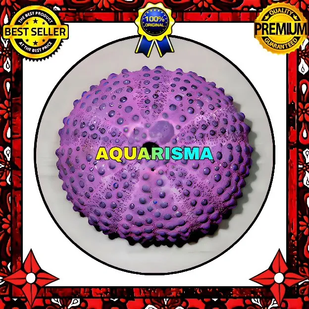 1 PCS CANGKANG BULU BABI BIG PINK COLOBOCENTROTUS ATRATUS SEA URCHINS GRADE A+