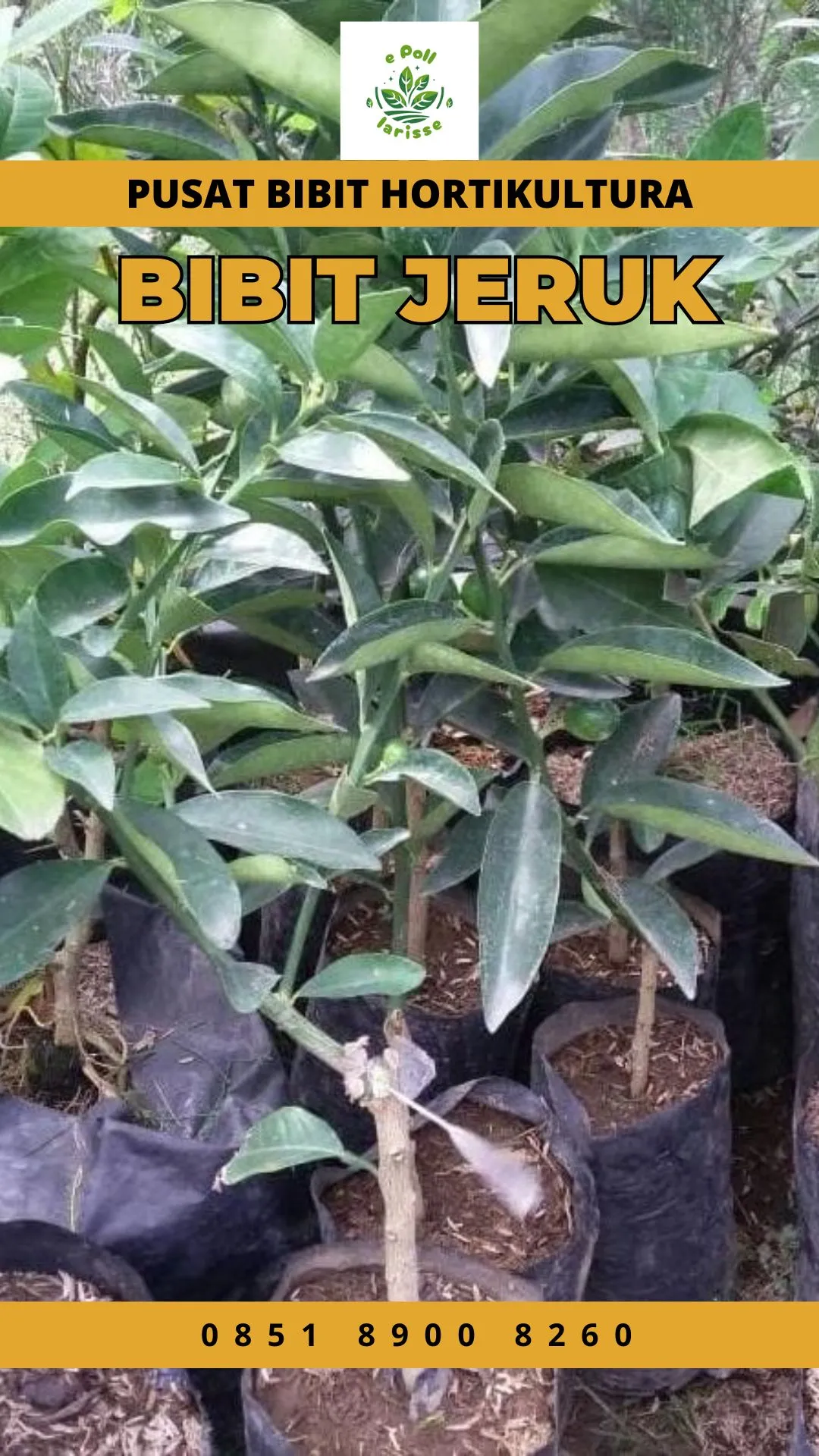 Sentra Bibit,  Harga Bibit Jeruk Santang Madu Yang Sudah Berbuah