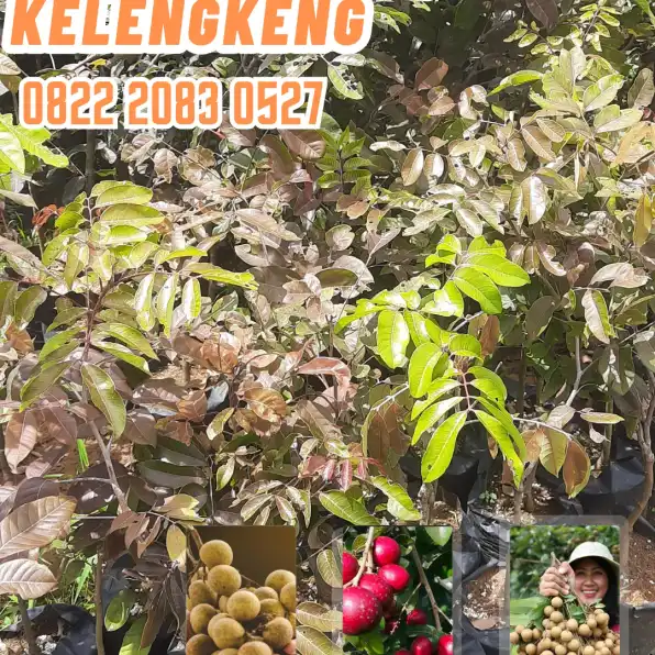 0822.2083.0527 (Tsel) Agrocenter Harga Bibit Kelengkeng Rubi